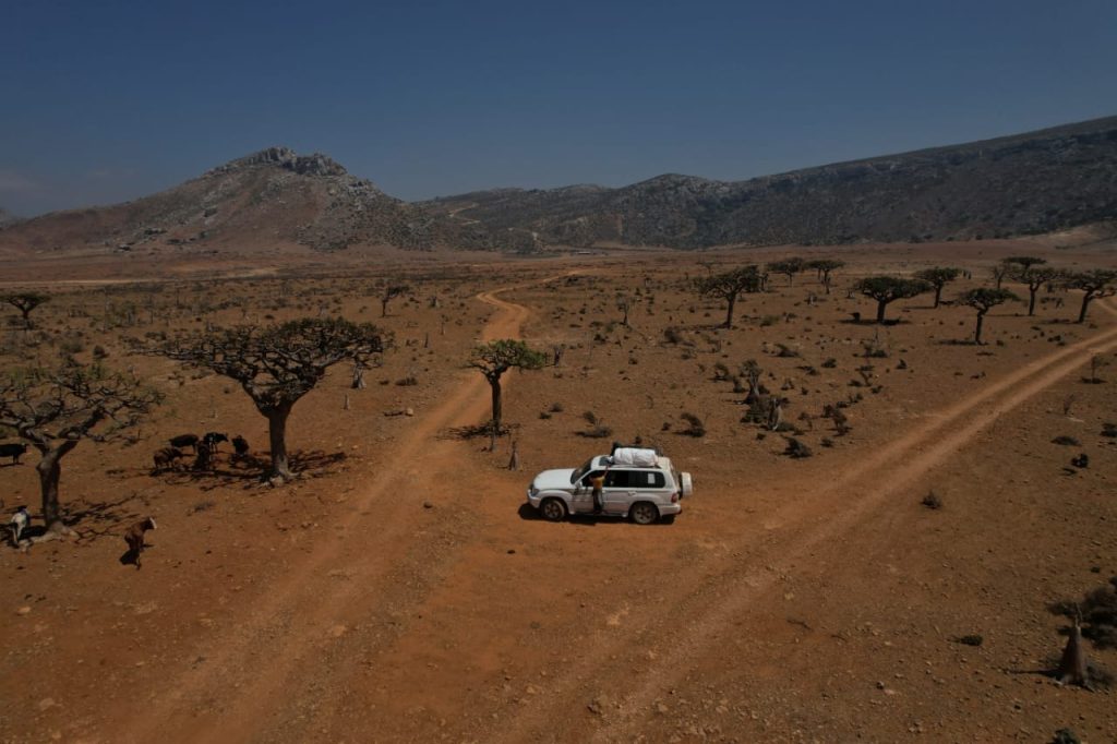 Dragon blood trees scattered across the Socotra highlands beside a touring 4x4