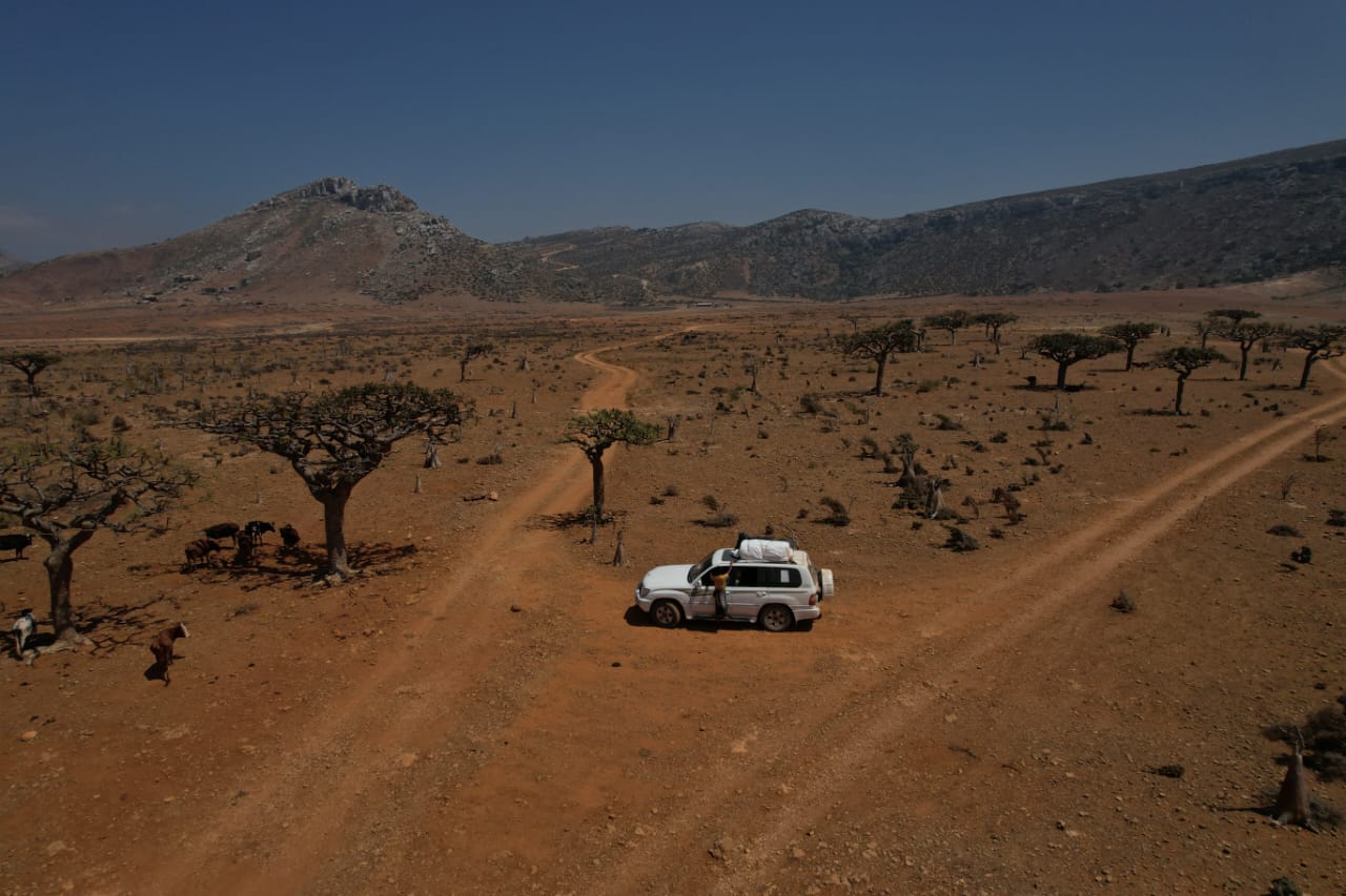Dragon blood trees across the Diksam plateau